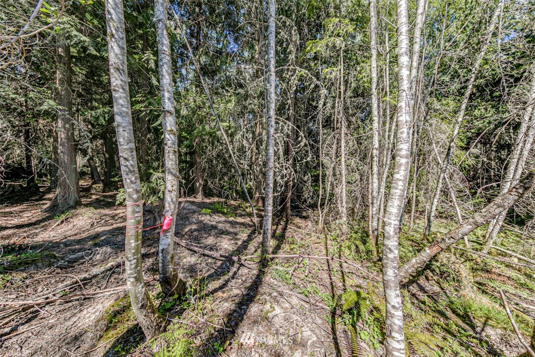 4 O'brien Rd Port Port Angeles, WA 98362 - Photo 5 of 23 a view of a forest with trees