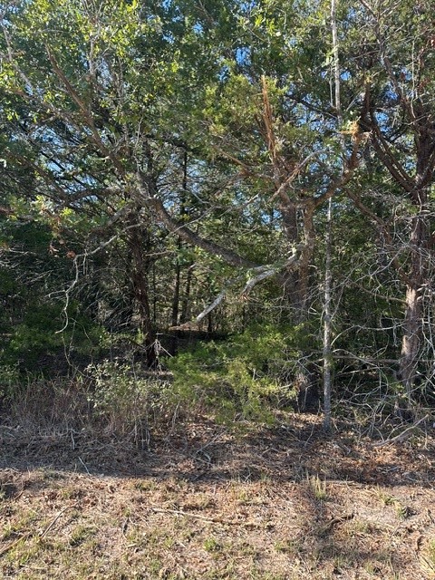 223 Houston Avenue Somerville, TX 77879 - Photo 2 of 9 a view of a yard with plants and large trees