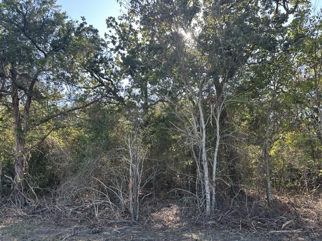 223 Houston Avenue Somerville, TX 77879 - Photo 8 of 9 a view of a forest with trees in the background