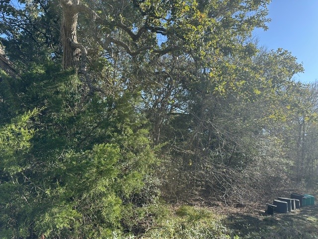 223 Houston Avenue Somerville, TX 77879 - Photo 9 of 9 a view of a forest with lots of trees