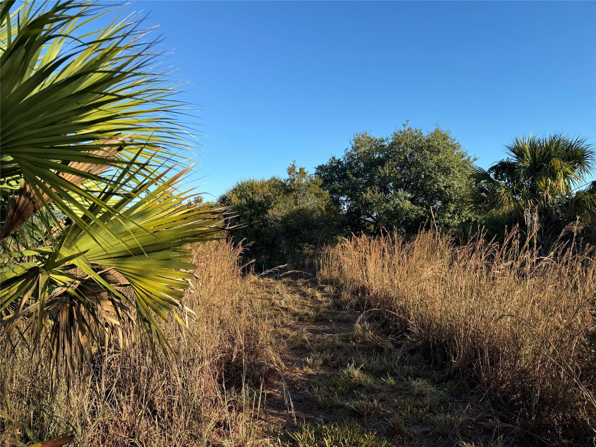 2025 Cabbage Lane Okeechobee, FL 34974 - Photo 6 of 10 a view of a yard