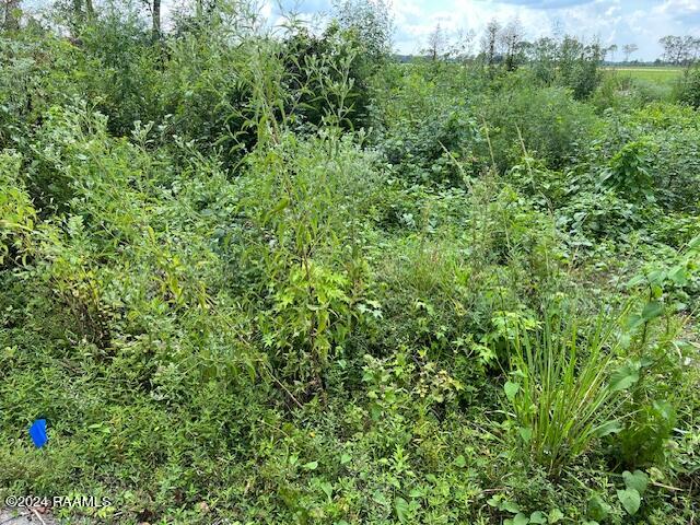Tbd Ruth Lane Ville Platte, LA 70586 - Photo 4 of 5 IMG_3177