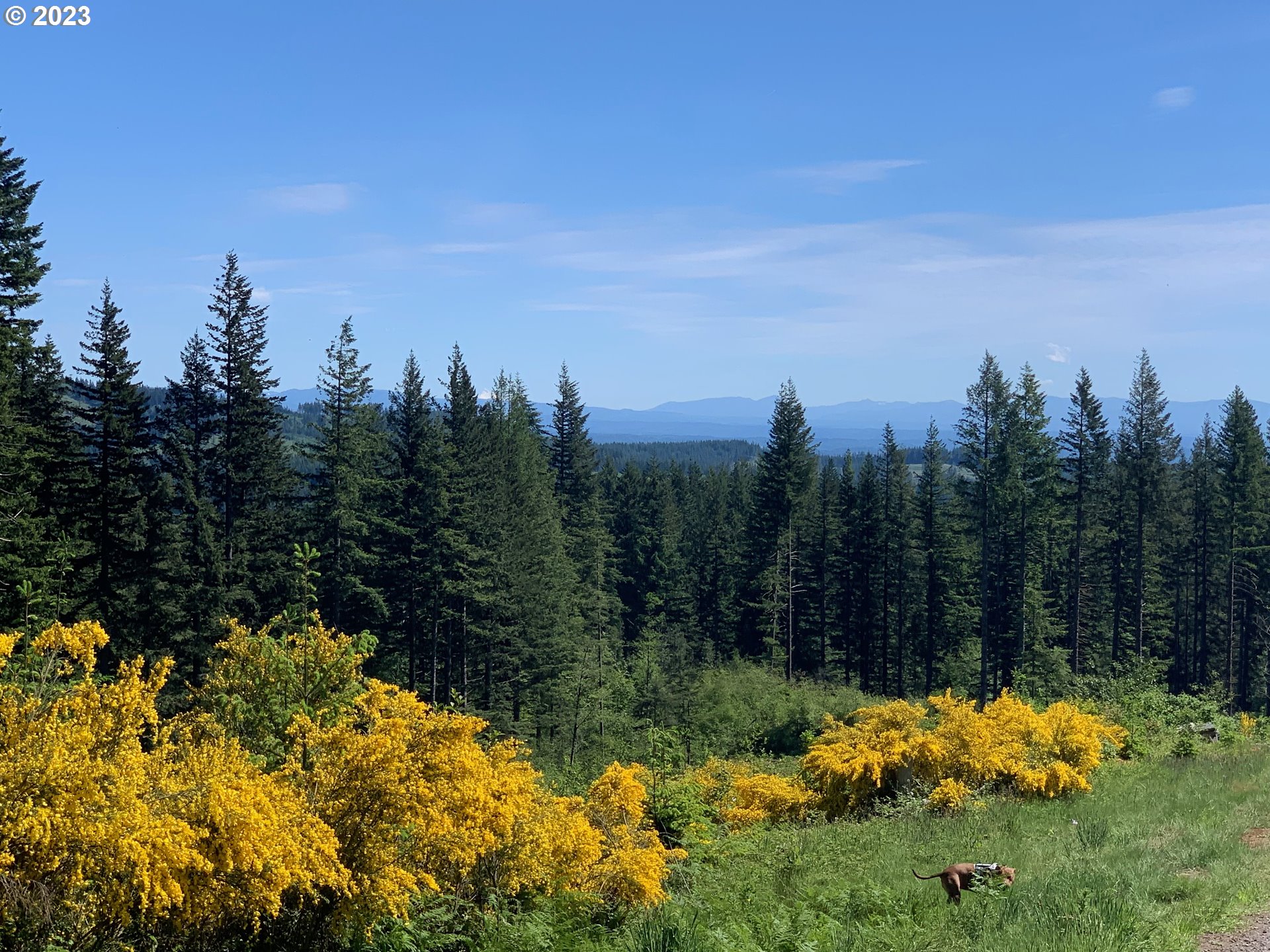 Northeast 94th Street Camas, WA 98607 - Photo 2 of 19