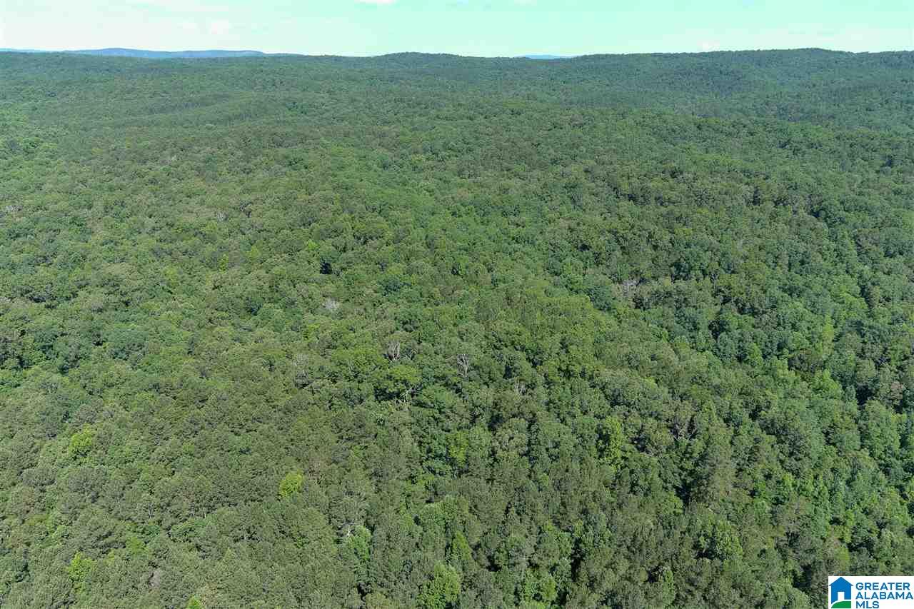 0 County Road 61, Unit 366 92 ACRES Fruithurst, AL 36262 - Photo 9 of 26