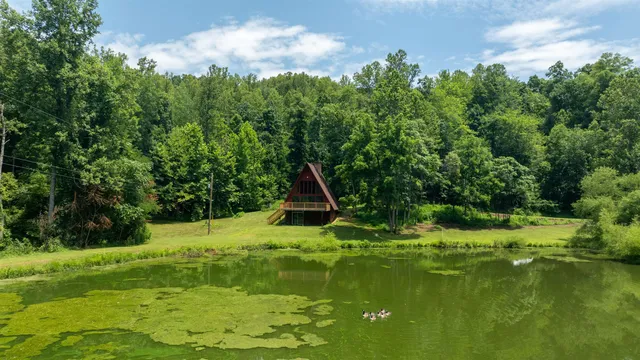 a view of a garden with a tree