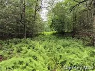 a view of a lush green forest