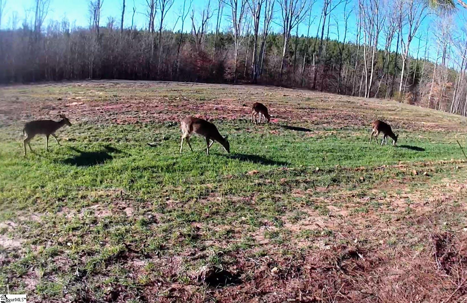 801 Old Shoals Junction Road Donalds, SC 29638 - Photo 11 of 12