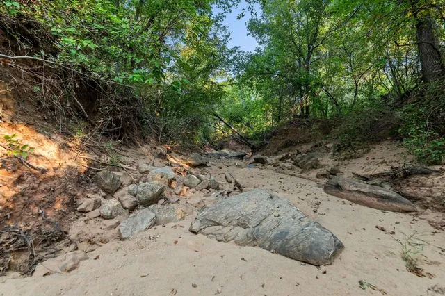 a view of a dry yard with lots of trees