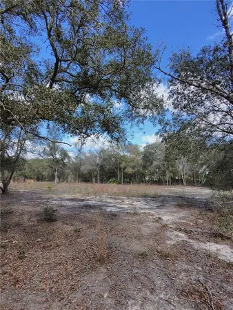 a view of dirt field with large trees