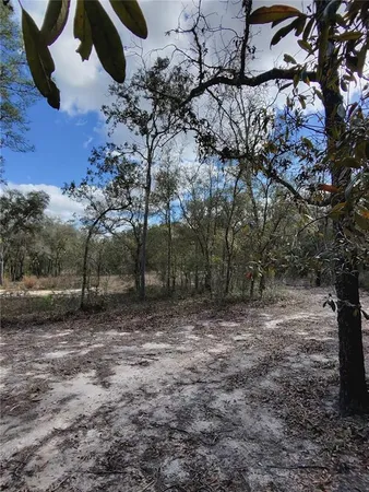 a view of a yard with a tree