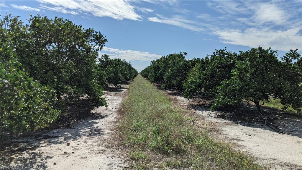 Lot 5 7th Road LaBelle, FL 33935 - Photo 6 of 13 a big yard with lots of green space