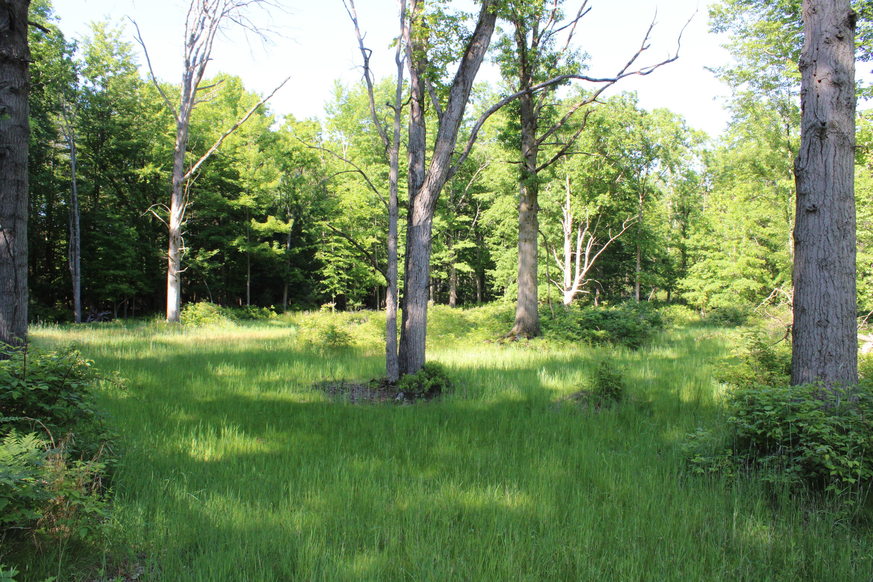 575 South Orr Road Hemlock, MI 48626 - Photo 41 of 50 IMG_3100