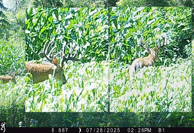 $1,050,000 | 46113 Sand Creek Road, Gays Mills, WI 54631