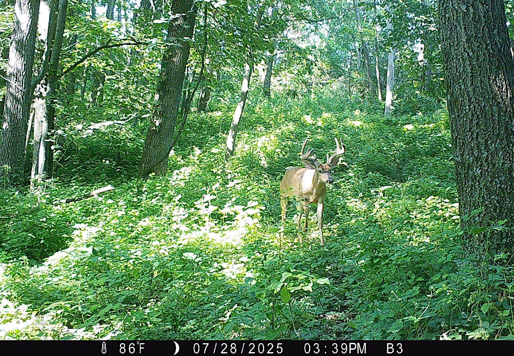 46113 Sand Creek Road Gays Mills, WI 54631 - Photo 15 of 49