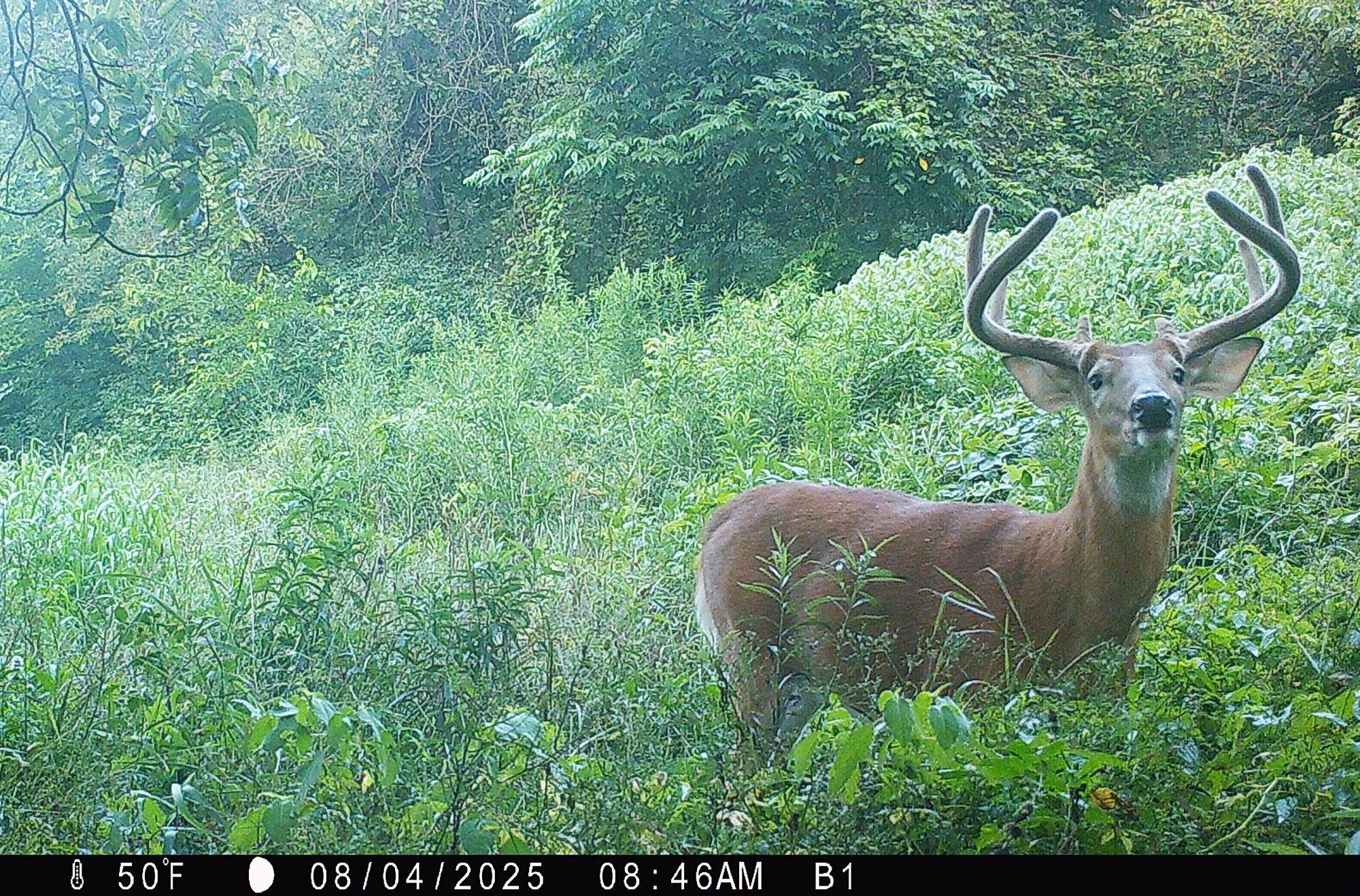 46113 Sand Creek Road Gays Mills, WI 54631 - Photo 17 of 49