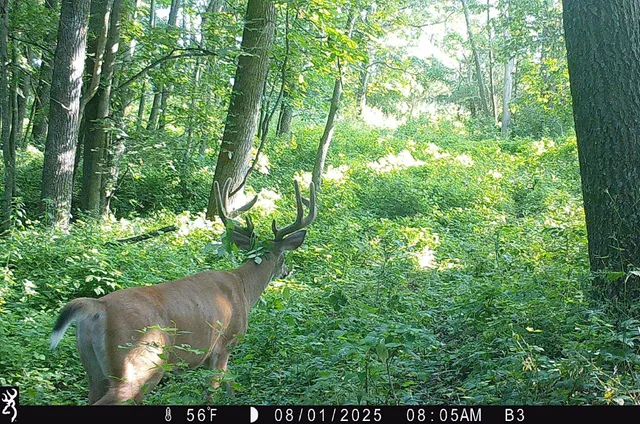 $1,050,000 | 46113 Sand Creek Road, Gays Mills, WI 54631