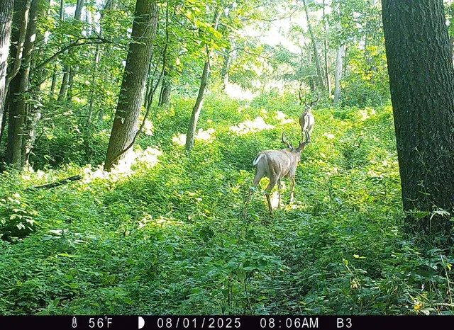 $1,050,000 | 46113 Sand Creek Road, Gays Mills, WI 54631