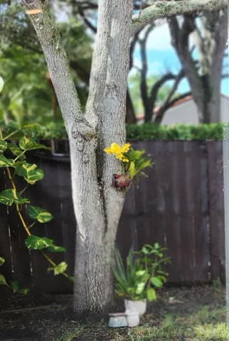 $3,500 | 1303 Seagrape Circle, Weston, FL 33326