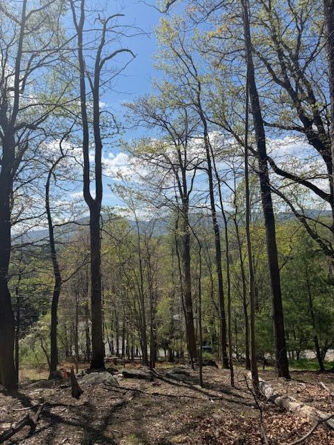 0 Sugar Loaf Mountain Road Roanoke, VA 24018 - Photo 12 of 35 a view of a forest filled with trees