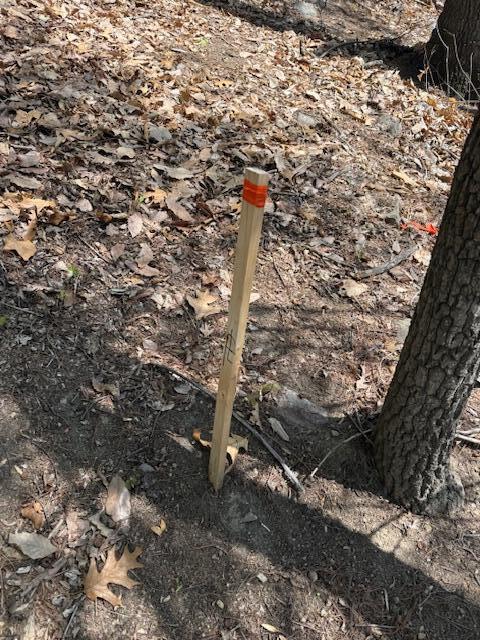 0 Sugar Loaf Mountain Road Roanoke, VA 24018 - Photo 13 of 35 a view of a forest with a tree
