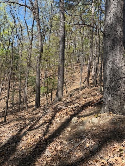 0 Sugar Loaf Mountain Road Roanoke, VA 24018 - Photo 15 of 35 a view of a yard with trees
