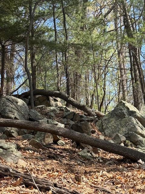0 Sugar Loaf Mountain Road Roanoke, VA 24018 - Photo 17 of 35 a view of a tree with a yard