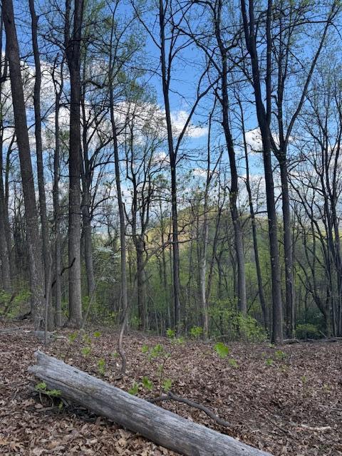 0 Sugar Loaf Mountain Road Roanoke, VA 24018 - Photo 24 of 35 a view of a forest filled with trees