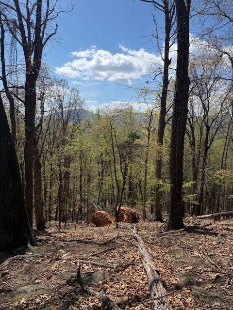 0 Sugar Loaf Mountain Road Roanoke, VA 24018 - Photo 26 of 35 a view of a forest with trees