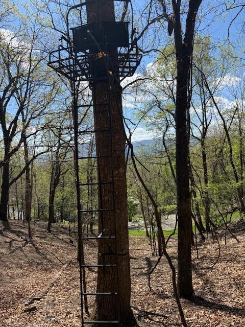0 Sugar Loaf Mountain Road Roanoke, VA 24018 - Photo 28 of 35 a view of tree