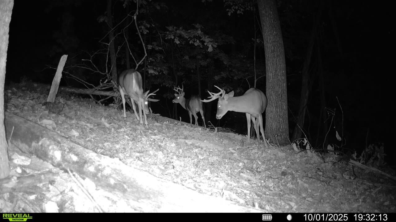 0 Sugar Loaf Mountain Road Roanoke, VA 24018 - Photo 30 of 35 a view of a backyard