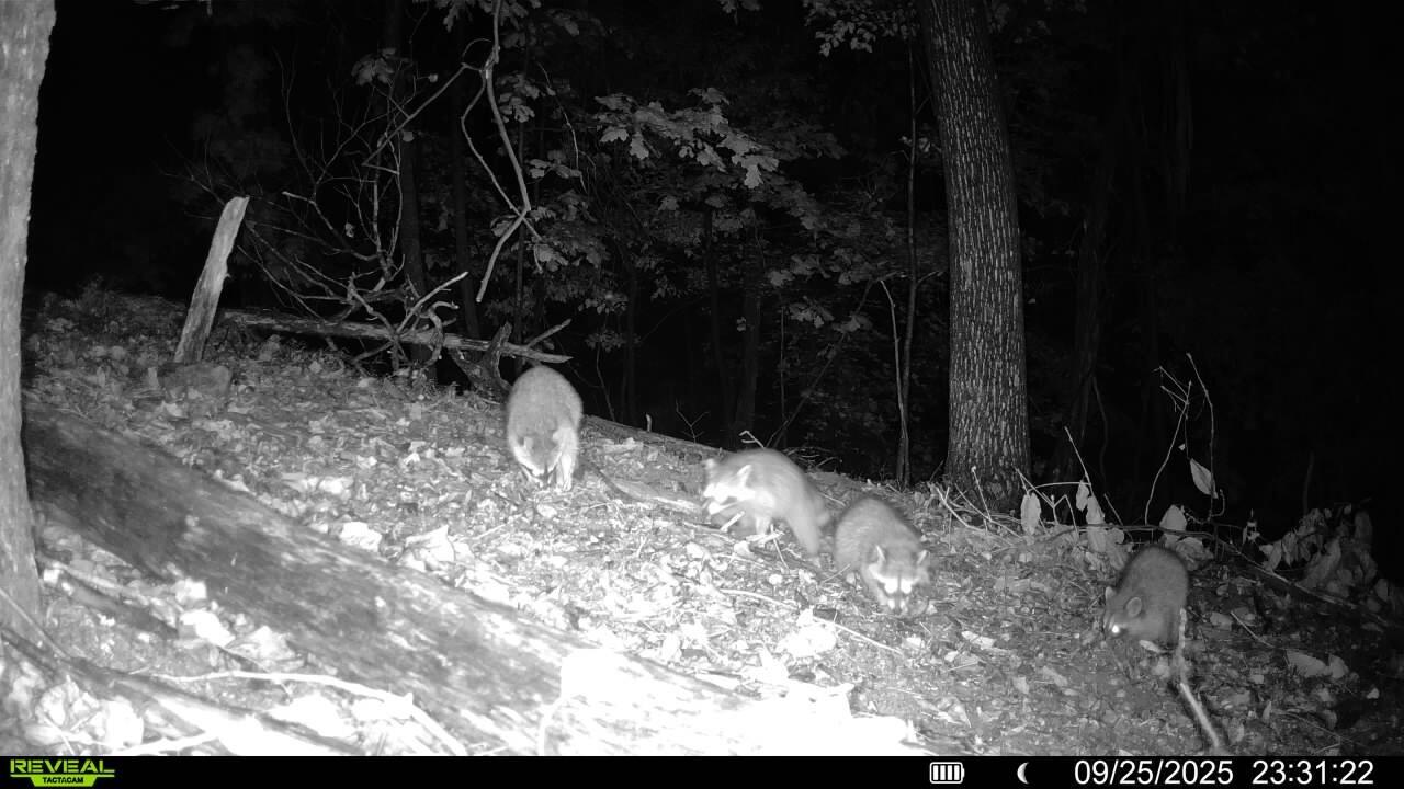 0 Sugar Loaf Mountain Road Roanoke, VA 24018 - Photo 31 of 35