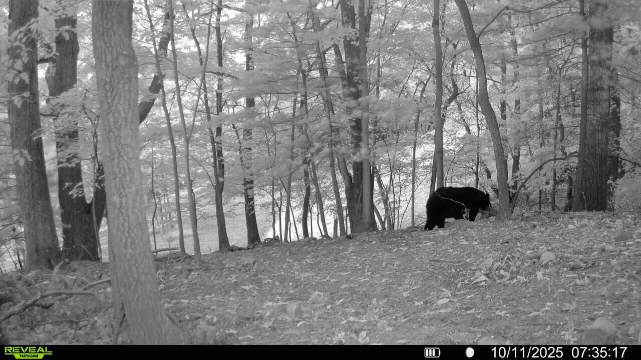 0 Sugar Loaf Mountain Road Roanoke, VA 24018 - Photo 33 of 35 a view of outdoor space with deck