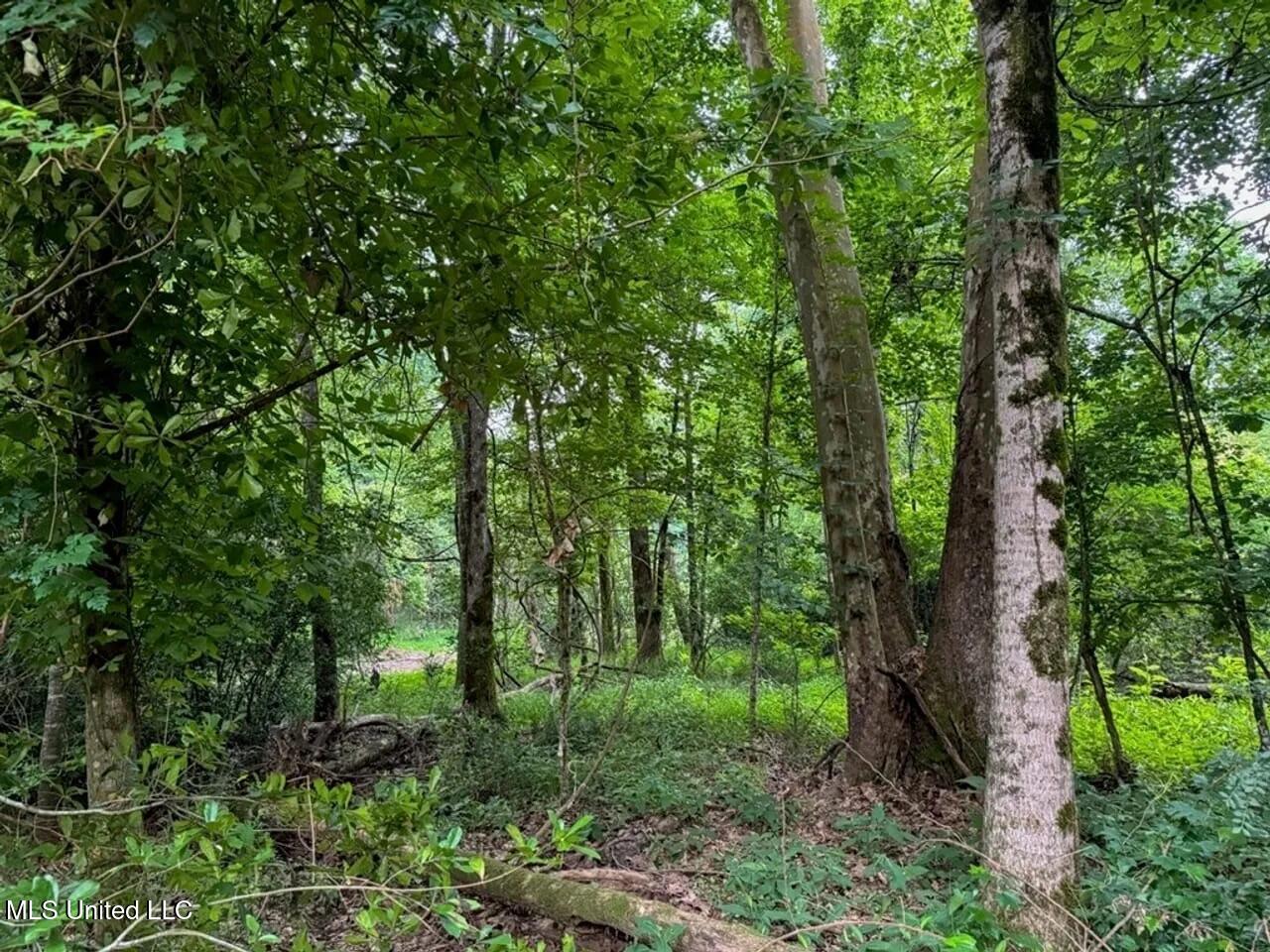 4 Old Hamburg Roxie Road Northwest Roxie, MS 39661 - Photo 11 of 38 1-5825751274