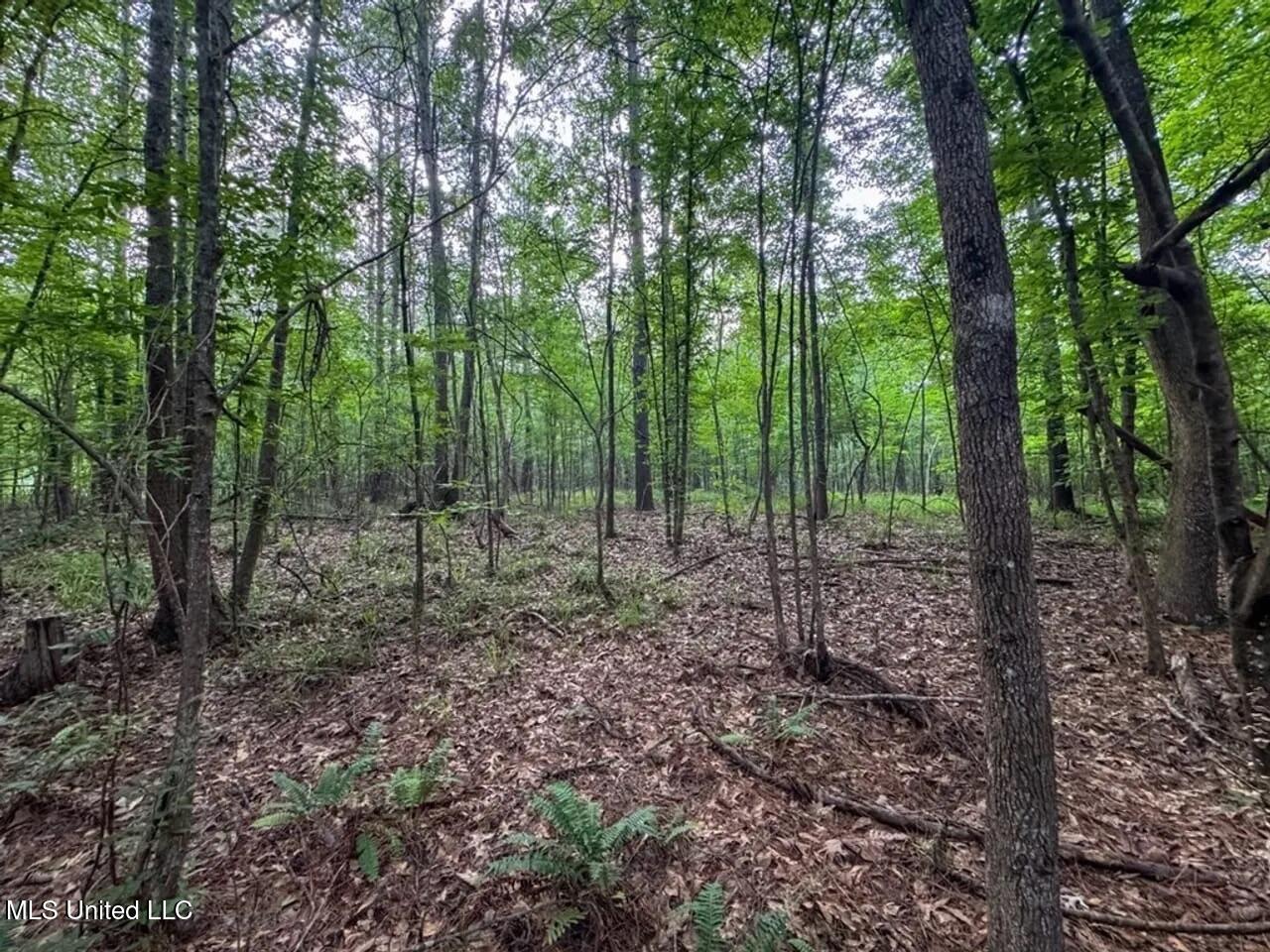 4 Old Hamburg Roxie Road Northwest Roxie, MS 39661 - Photo 14 of 38 1-5825751307