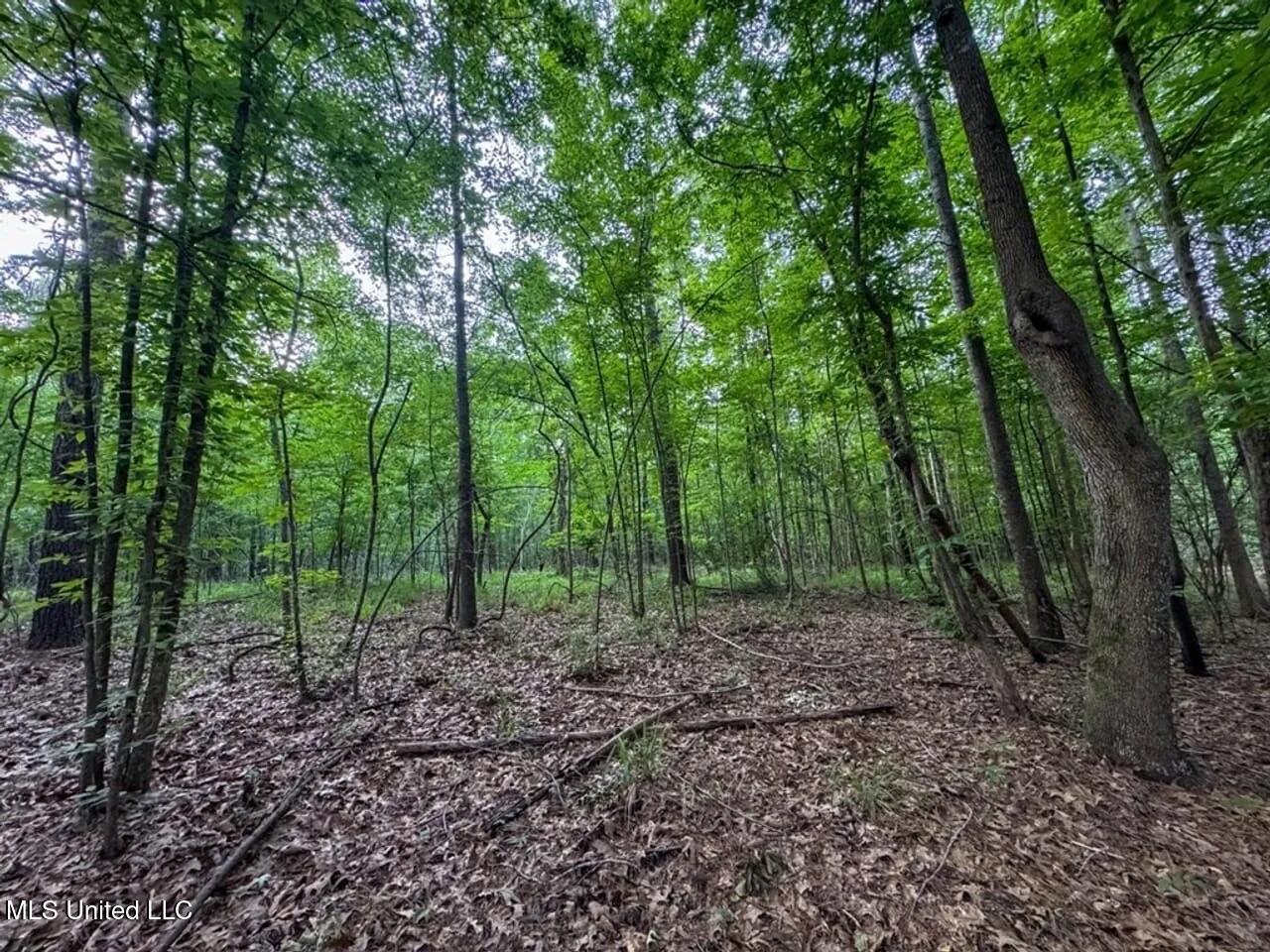 4 Old Hamburg Roxie Road Northwest Roxie, MS 39661 - Photo 15 of 38 1-5825751311