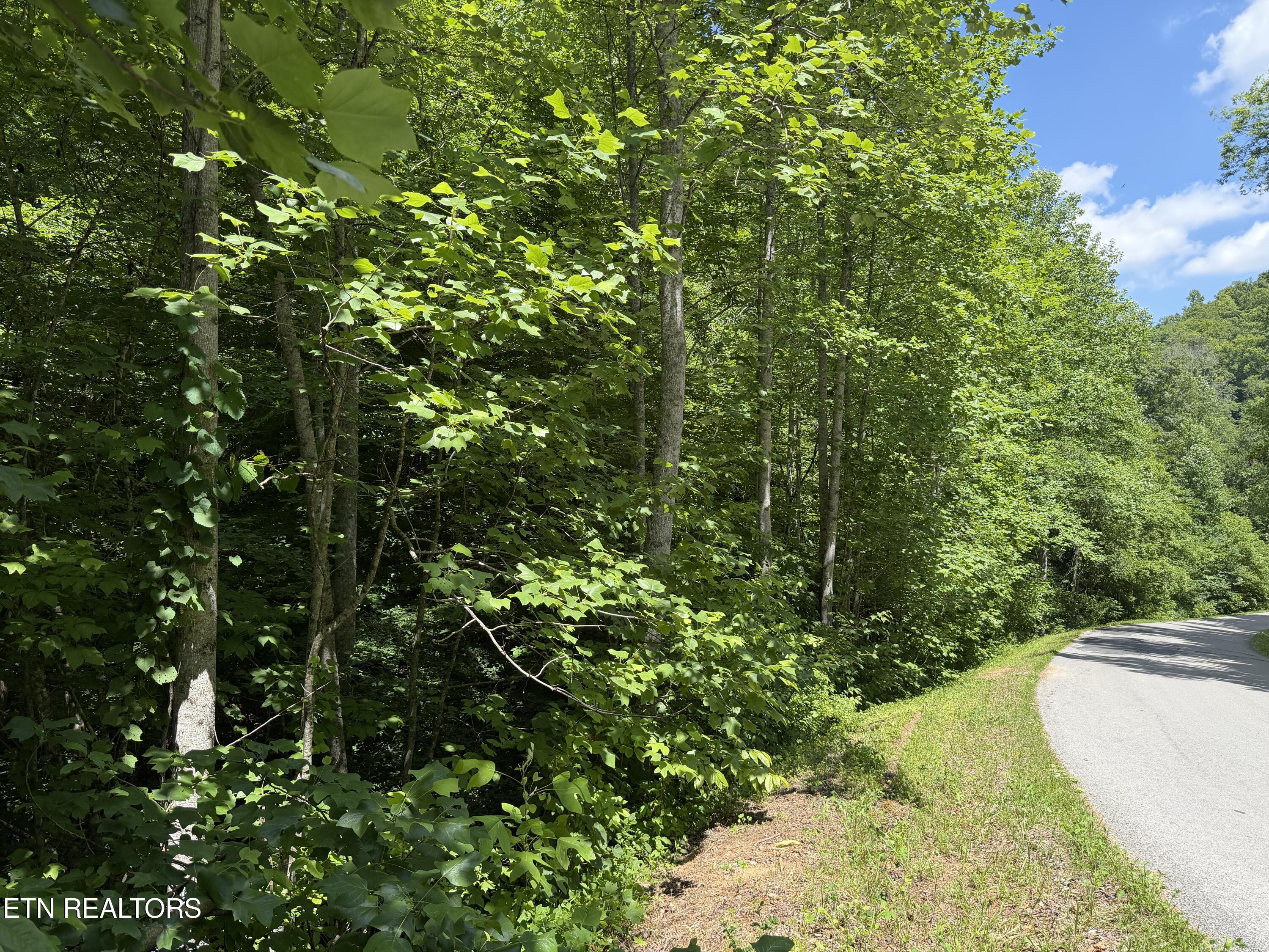 0 Mountain Shores Road New Tazewell, TN 37825 - Photo 5 of 8 IMG_3003 2
