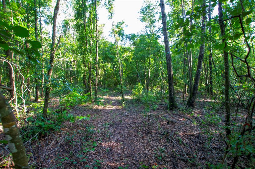 18233 185th Road Live Oak, FL 32060 - Photo 79 of 99 a view of a forest with trees in the background