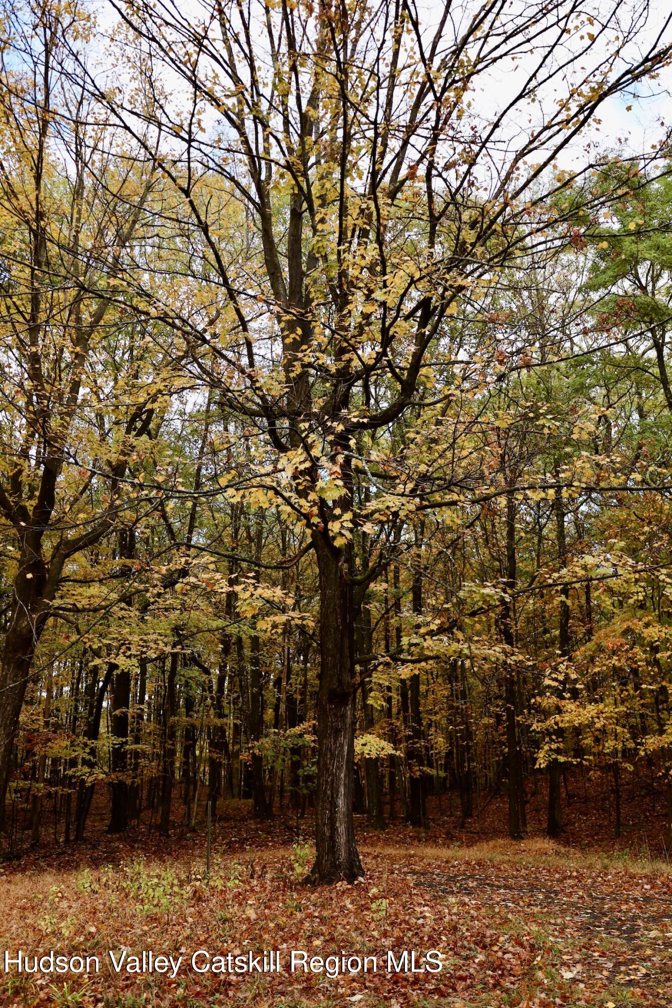 230 Potic Mountain Road Athens, NY 12414 - Photo 21 of 25 a picture of trees