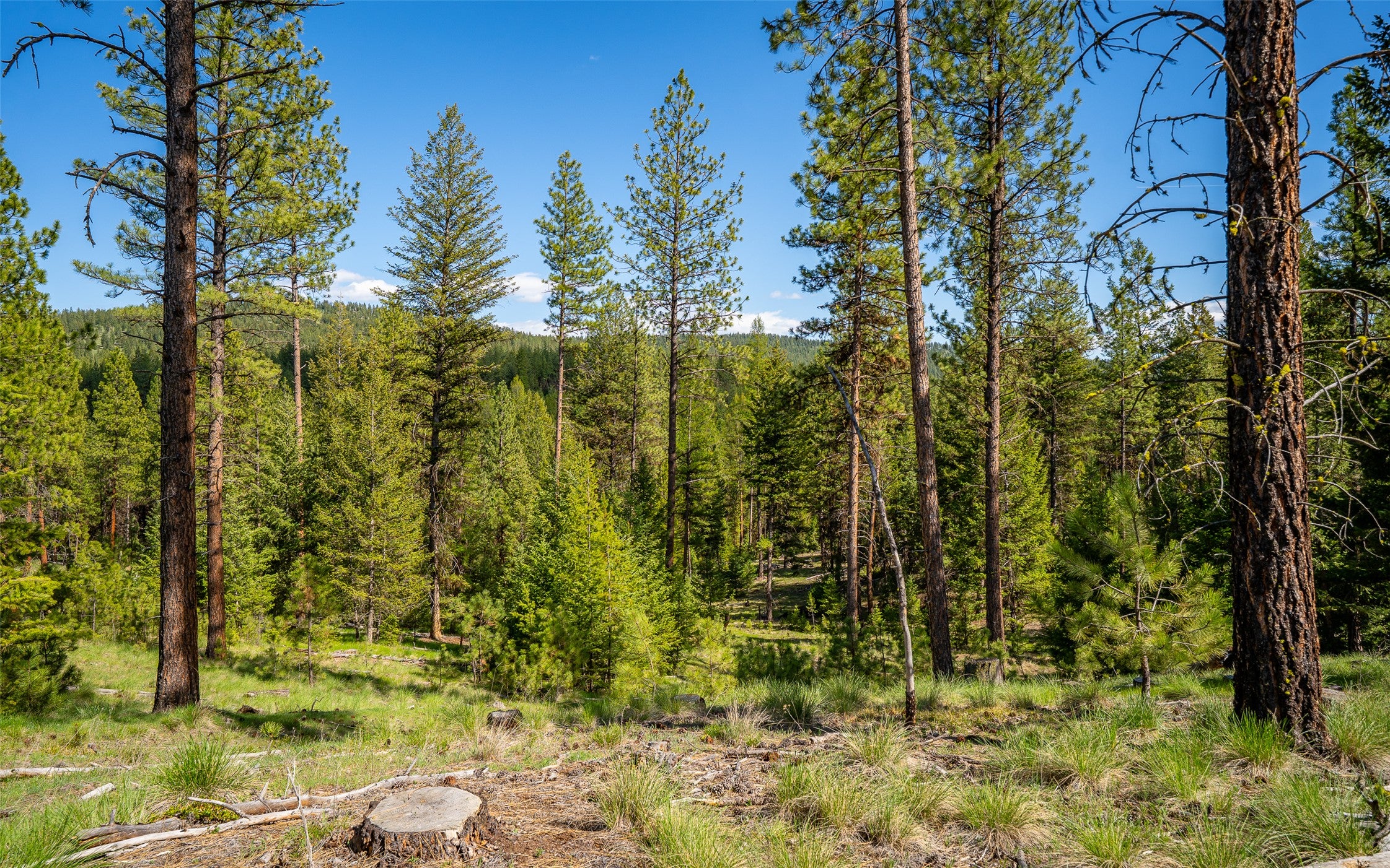 3605 Hubbart Dam Road Marion, MT 59925 - Photo 26 of 28 Gallery Image 26