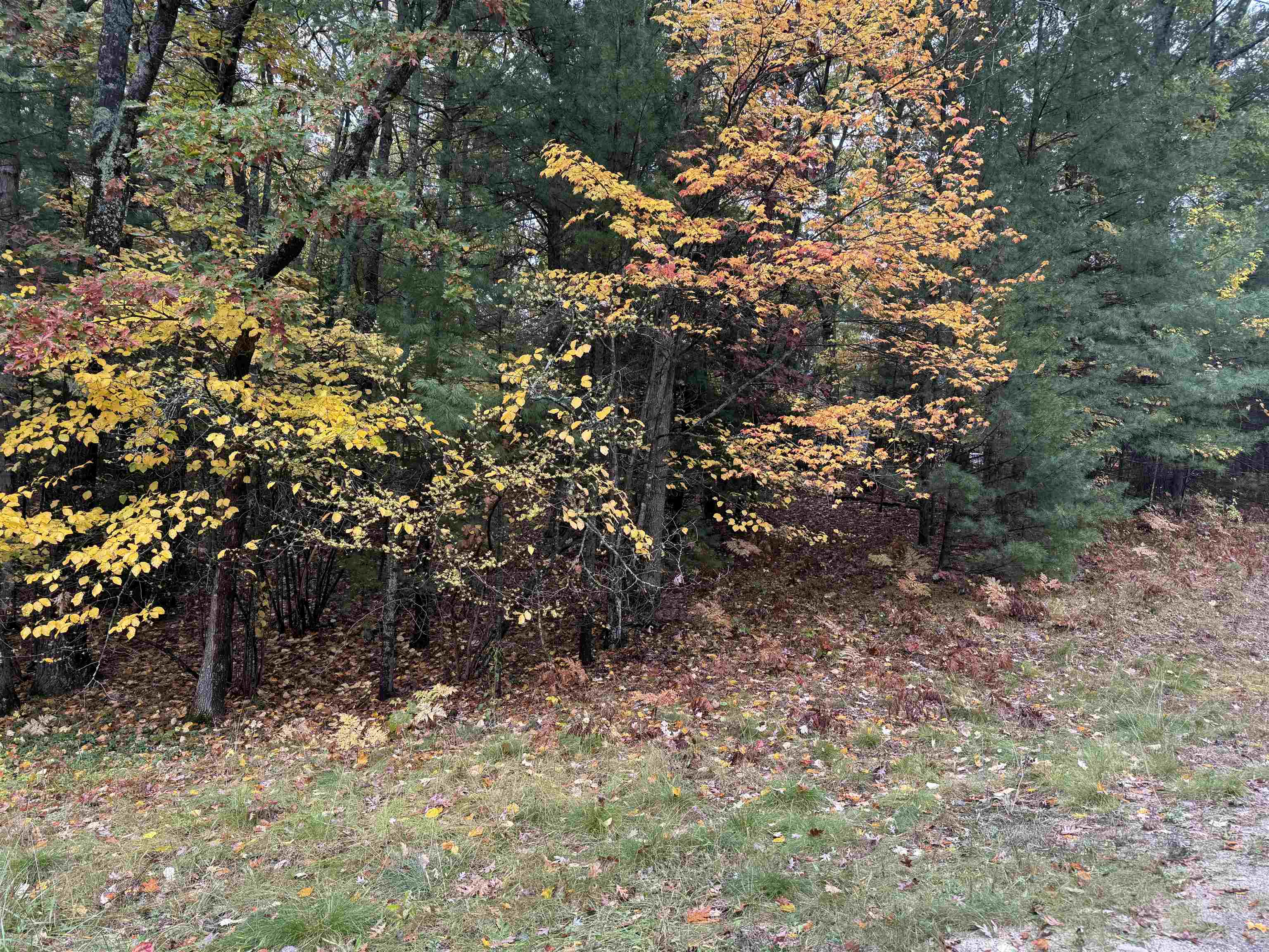 Lot #1 Penn Lock Colony Road Interlochen, MI 49643 - Photo 4 of 6