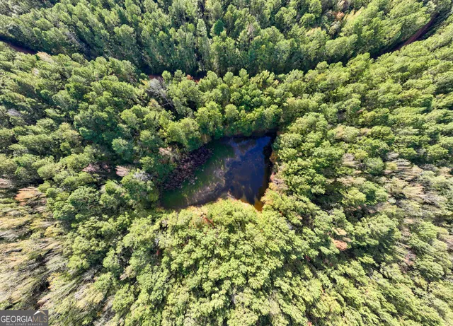 a view of a yard with plants and a bench under large trees
