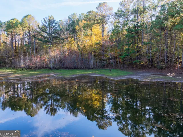 a view of a forest filled with trees