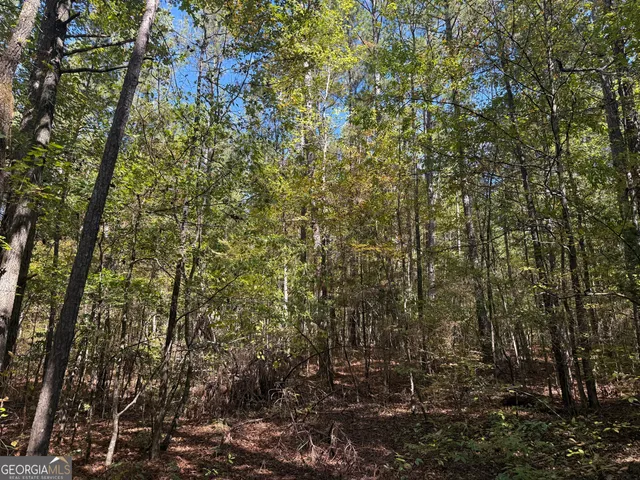 a view of a forest with trees