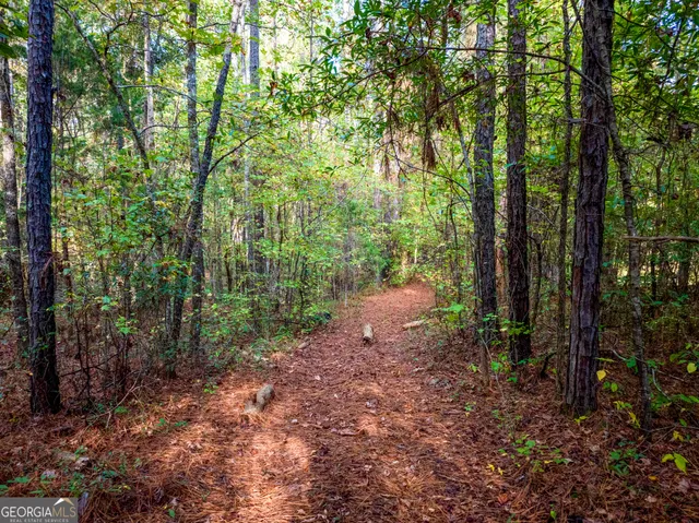a view of a forest that has large trees