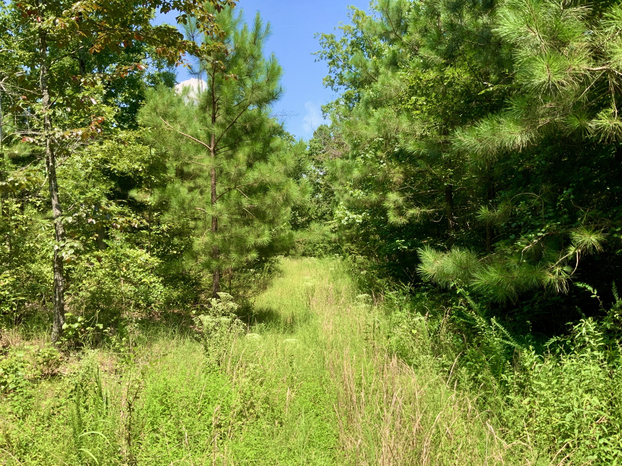 0 Bear Creek Road Waverly, TN 37185 - Photo 13 of 20 a view of a garden