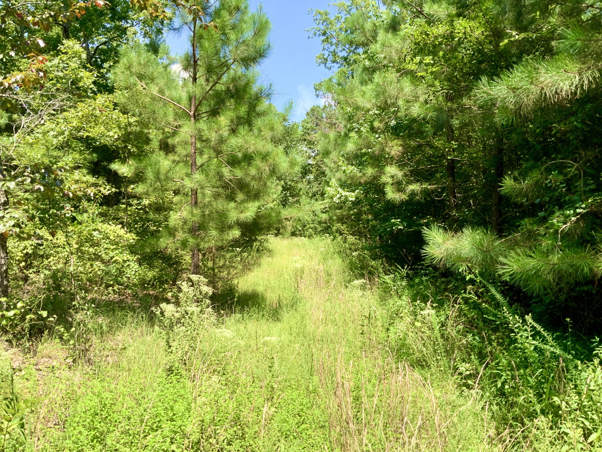 0 Bear Creek Road Waverly, TN 37185 - Photo 15 of 20 a view of a garden