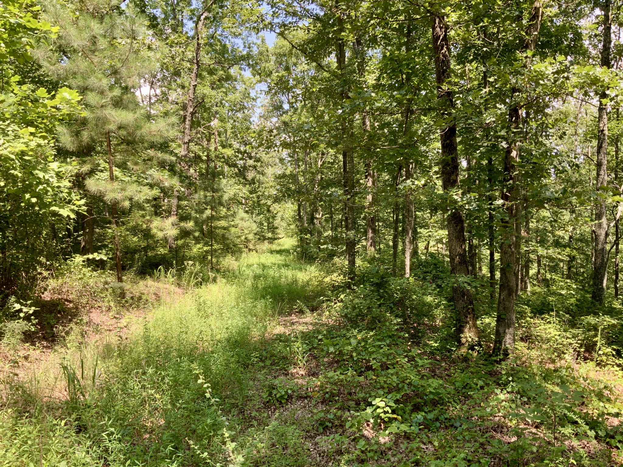 0 Bear Creek Road Waverly, TN 37185 - Photo 16 of 20 a view of a yard