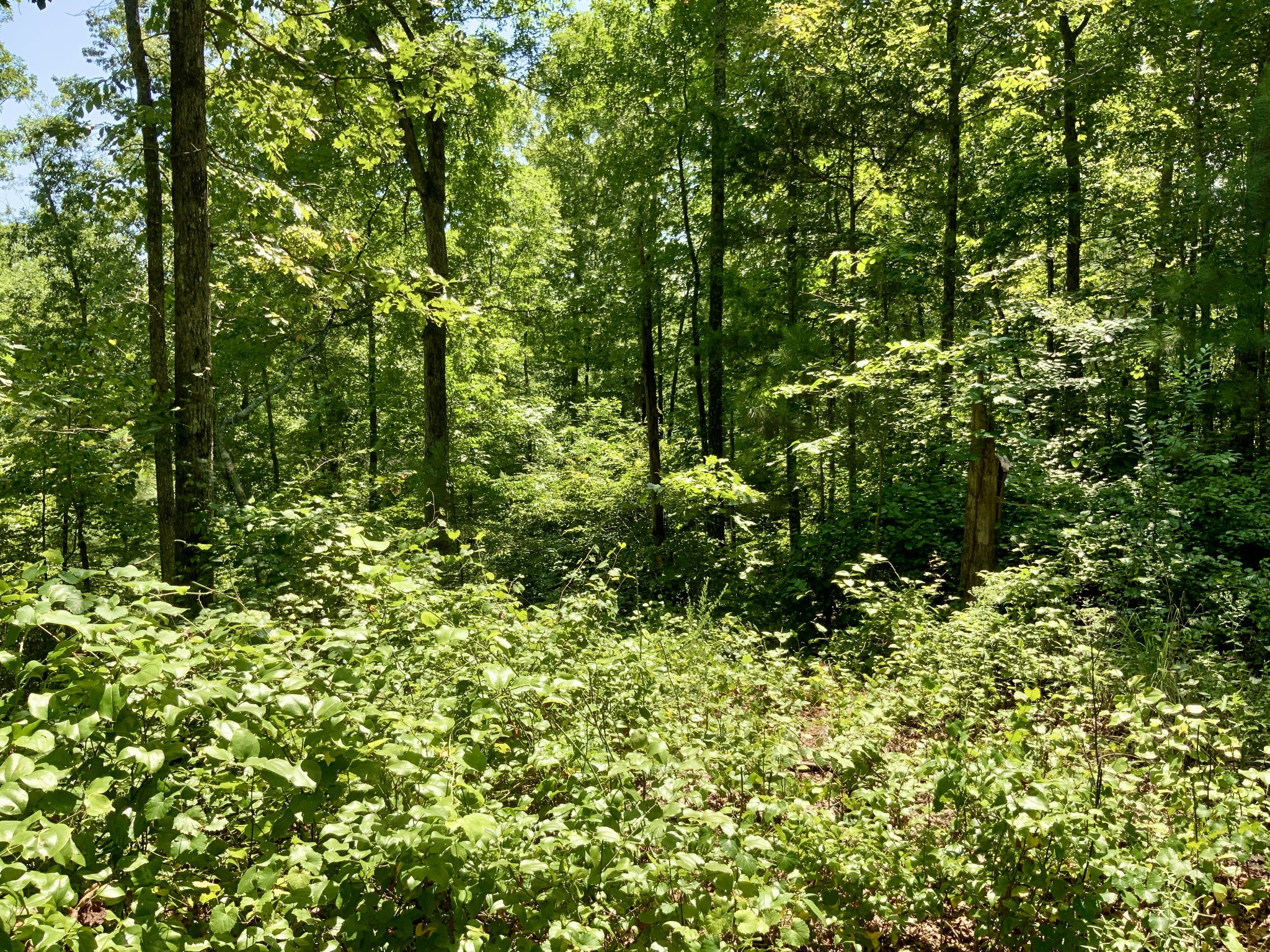 0 Bear Creek Road Waverly, TN 37185 - Photo 17 of 20 a view of a lush green forest