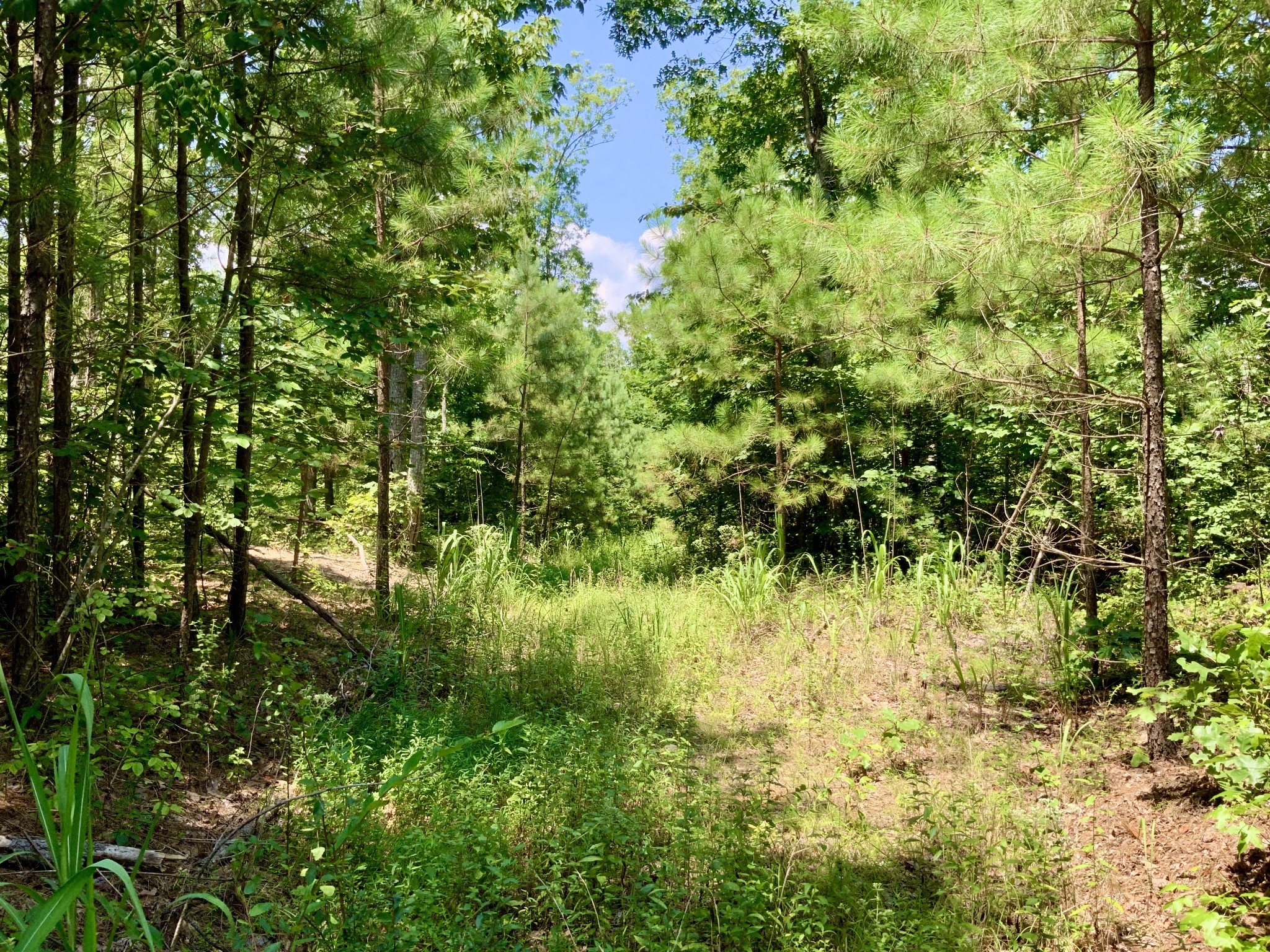 0 Bear Creek Road Waverly, TN 37185 - Photo 18 of 20 a view of a lake view with a garden