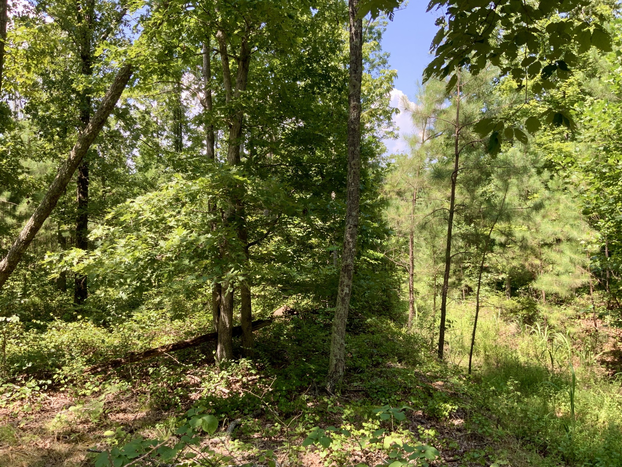 0 Bear Creek Road Waverly, TN 37185 - Photo 20 of 20 a view of a tree